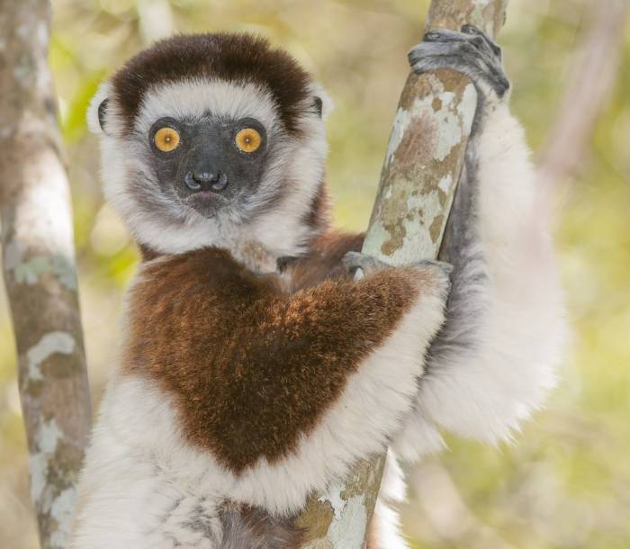 Madagascar - Luxury Safari - Bellingham Safaris