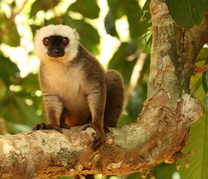 Madagascar - Luxury Safari - Bellingham Safaris