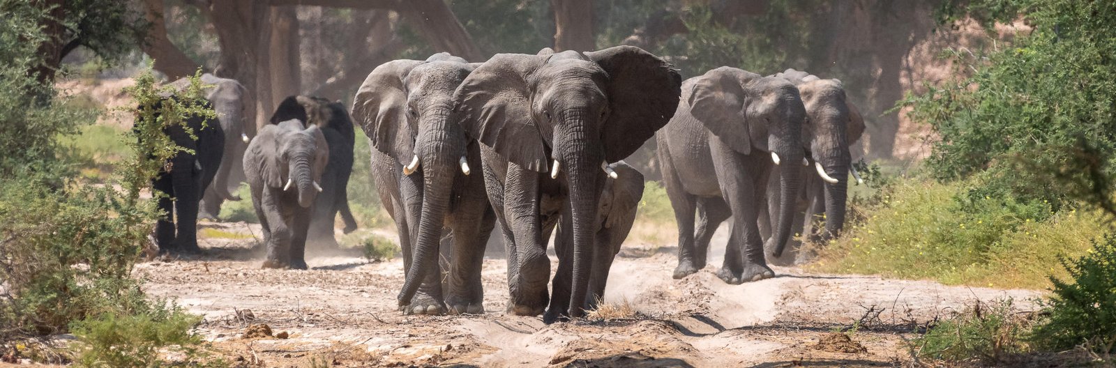 Namibia - Top mammals at Damaraland