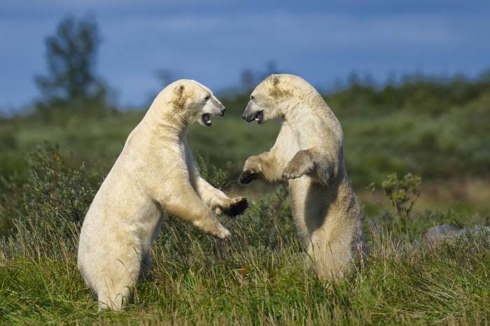 The Arctic - Seal River Heritage Lodge