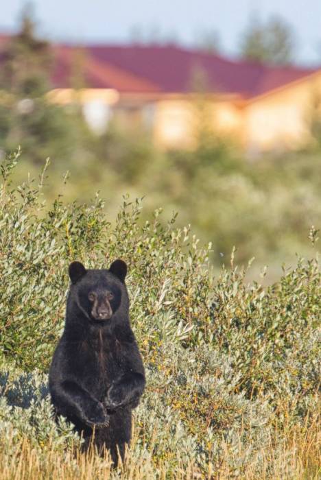 Nanuk Polar Bear Lodge - The Arctic