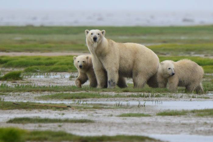 Nanuk Polar Bear Lodge - The Arctic