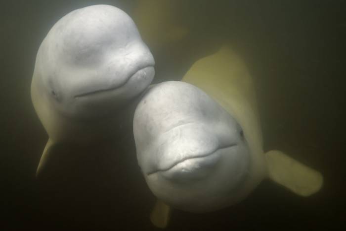 Nanuk Polar Bear Lodge - The Arctic