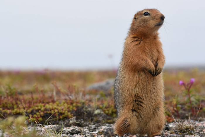 The Arctic - Seal River Heritage Lodge