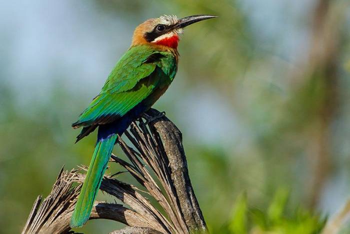 South Africa - Kwandwe Ecca Lodge - Luxury Safari - Bellingham Safaris