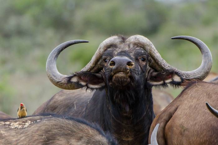 South Africa - Kwandwe Ecca Lodge - Luxury Safari - Bellingham Safaris