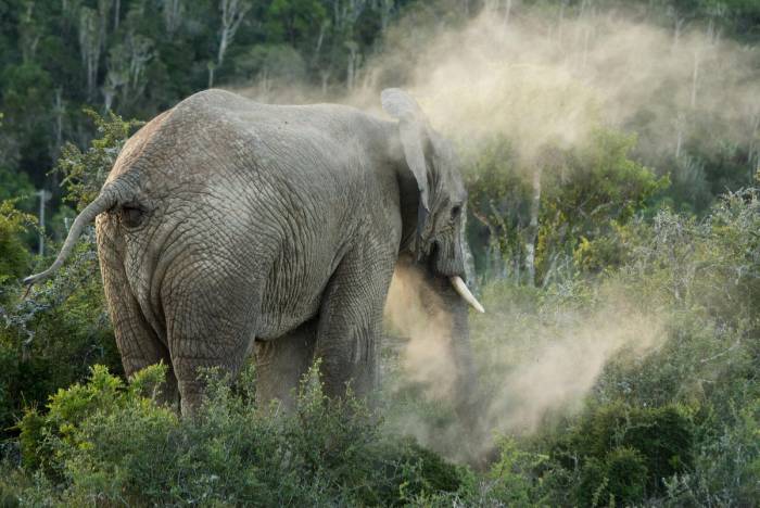 South Africa - Kwandwe Ecca Lodge - Luxury Safari - Bellingham Safaris