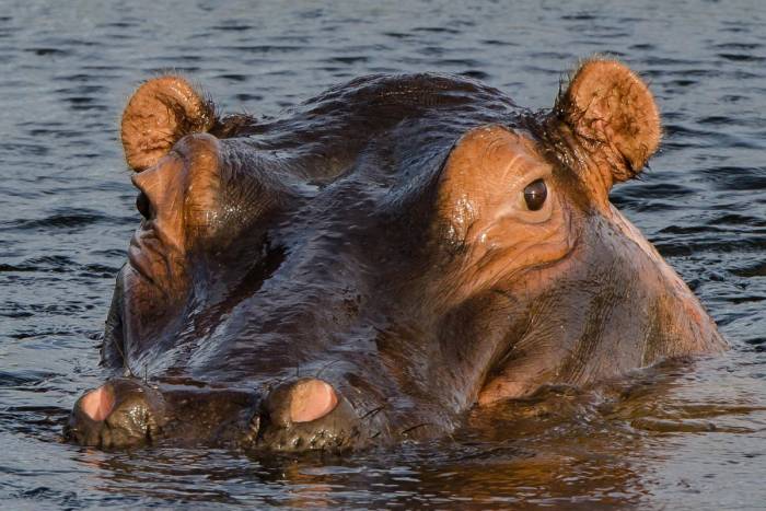 South Africa - Kwandwe Ecca Lodge - Luxury Safari - Bellingham Safaris