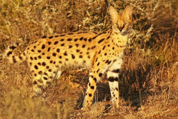 South Africa - Kwandwe Ecca Lodge - Luxury Safari - Bellingham Safaris
