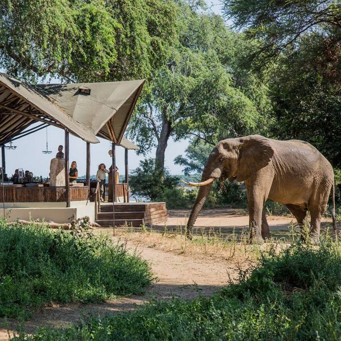 Zambia - Lower Zambezi - Bellingham Safaris
