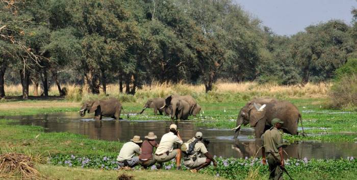 Zambia - Lower Zambezi - Bellingham Safaris