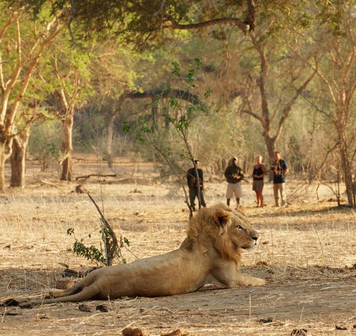 Zambia - Lower Zambezi - Bellingham Safaris