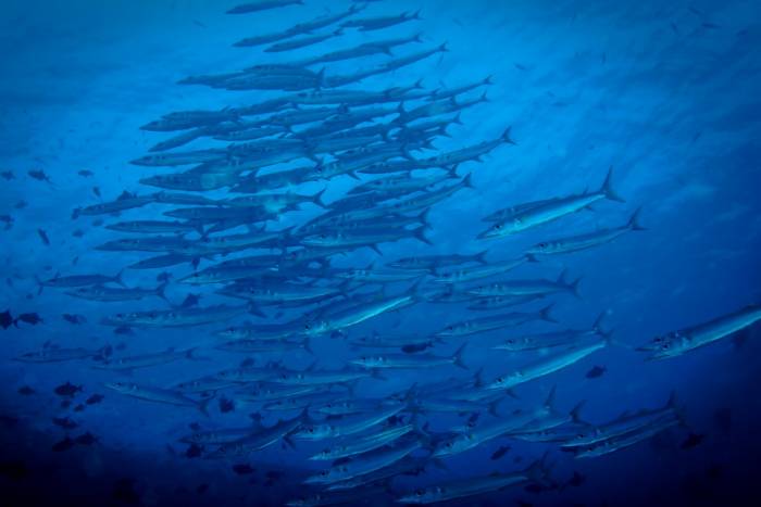 Maldives gallery