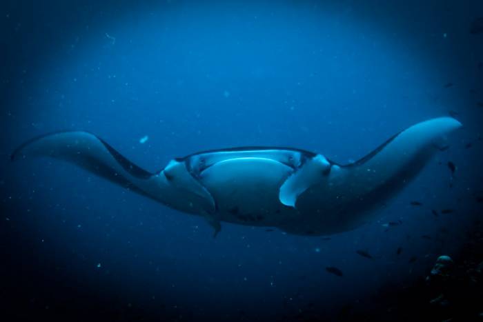 Maldives gallery