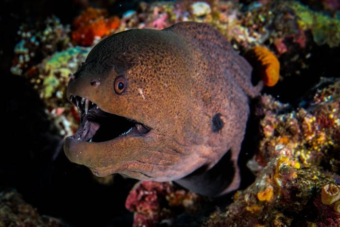 Maldives gallery