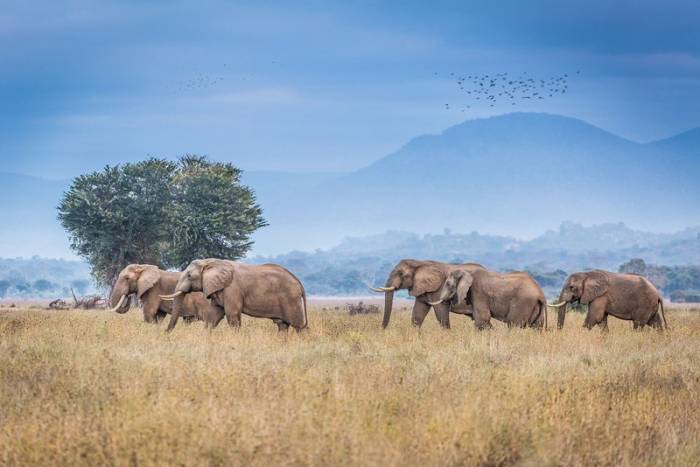 Zambia - Lower Zambezi - Bellingham Safaris