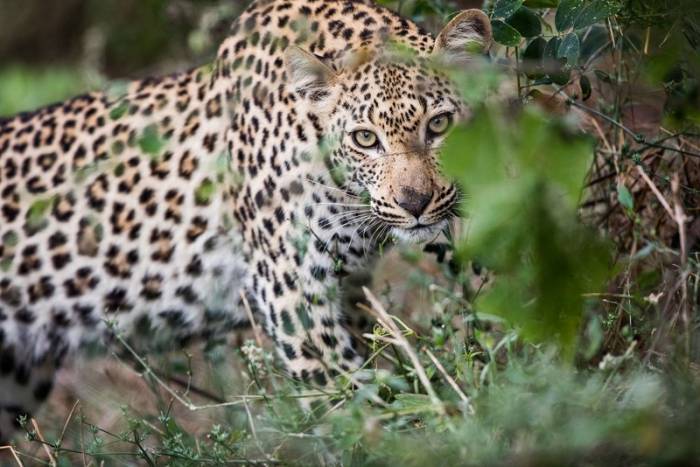 Zambia - Lower Zambezi - Bellingham Safaris