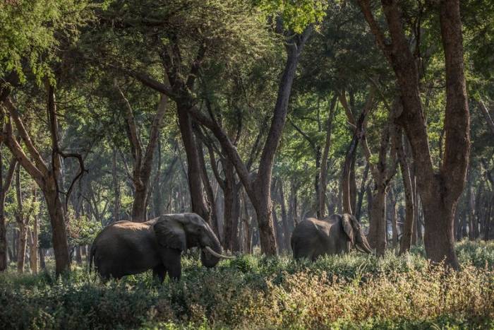 Zambia - Lower Zambezi - Bellingham Safaris