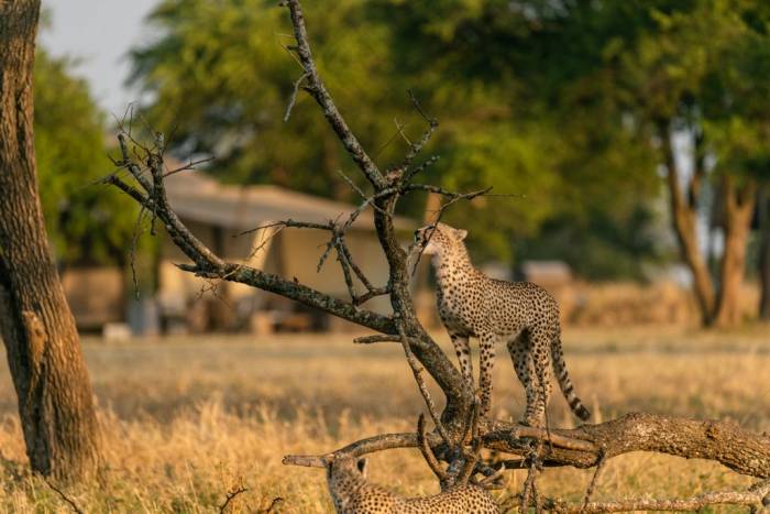 Tanzania - Serengeti - Bellingham Safaris