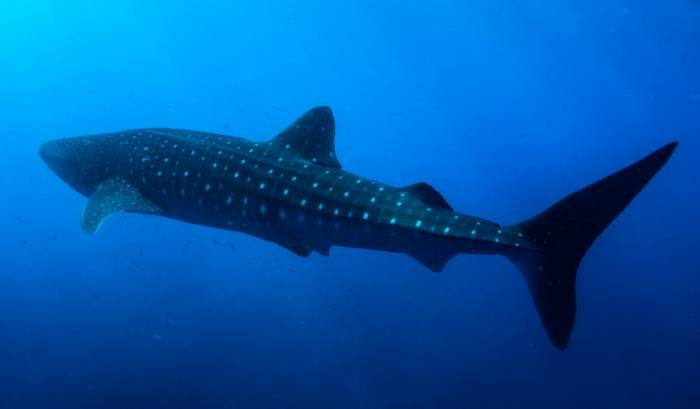 Maldives gallery