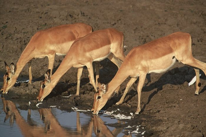 Impalas drinking in Sabi Sand in South Africa