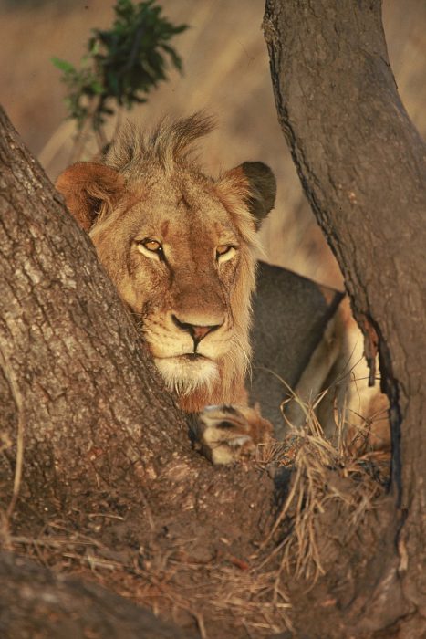 Male Lion in Sabi Sand in South Africa