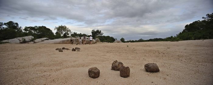 Bush walk in Sabi Sand in South Africa