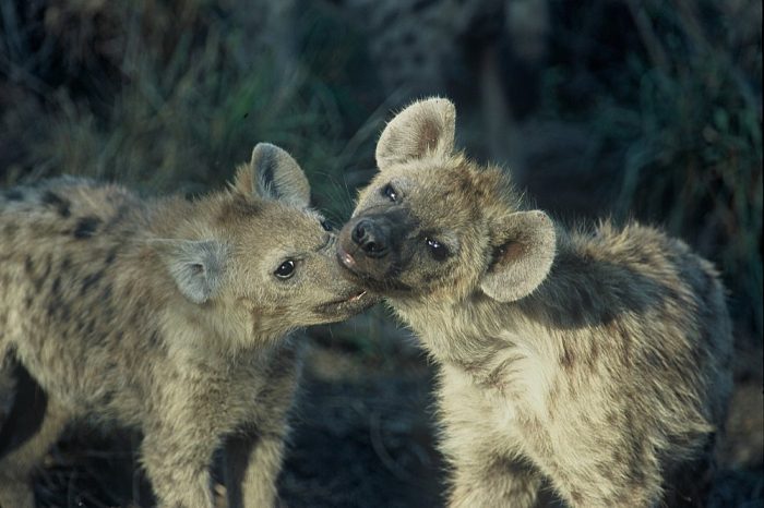 Spotted Hyaenas in the Sabi Sand in South Africa