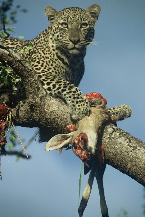A leopard with its prey in the Sabi Sand in South Africa