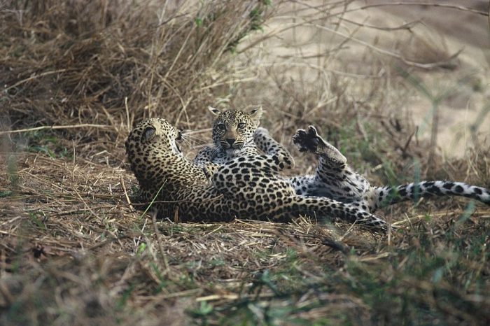 Playful Leopards in Sabi Sand in South Africa