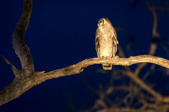 Botswana - Linyanti - Luxury Wildlife Safaris
