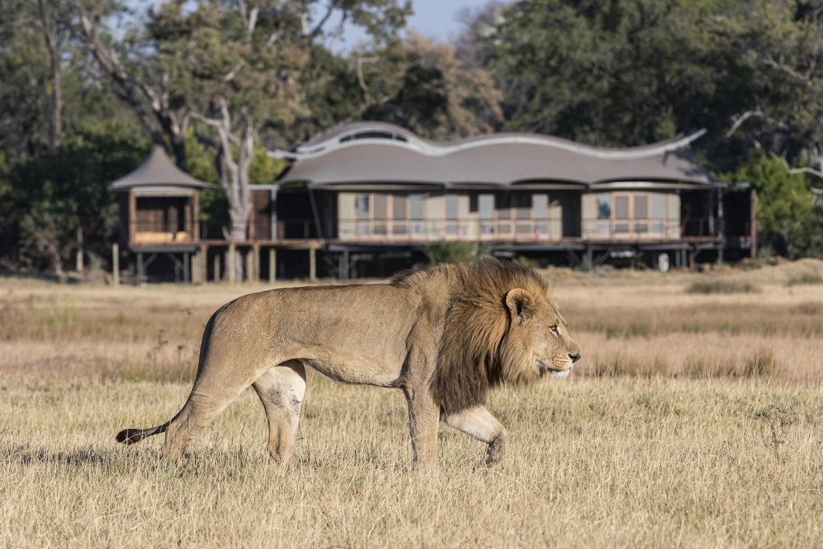 Lion passing by Xigera in the OKavango Delta in Botswana