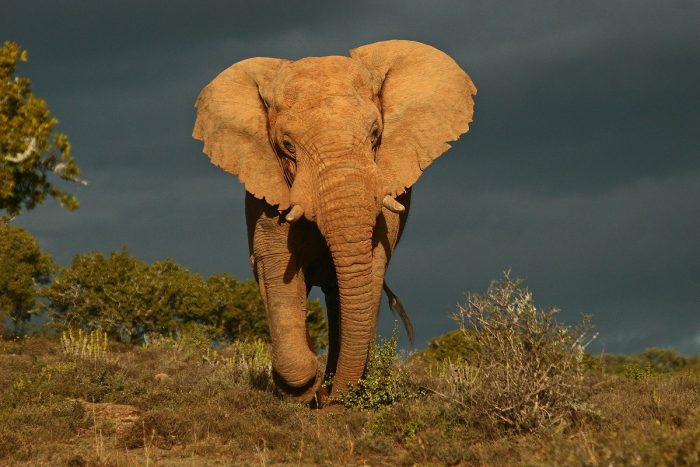 Elephant bull at Kwandwe in South Africa