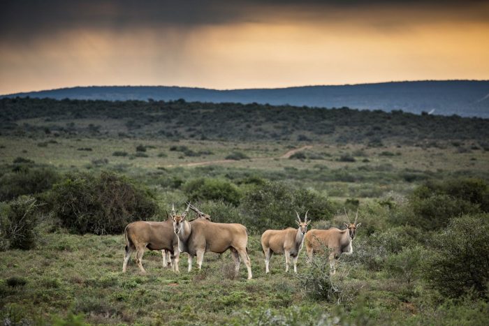 Eland-grazing-at-dusk at Kwandwe in South Africa