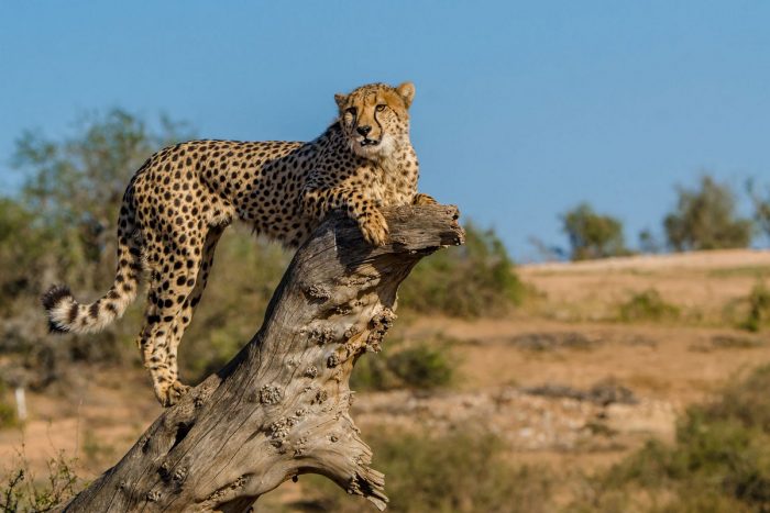 cheetah-on-tree-trunk at Kwandwe in South Africa