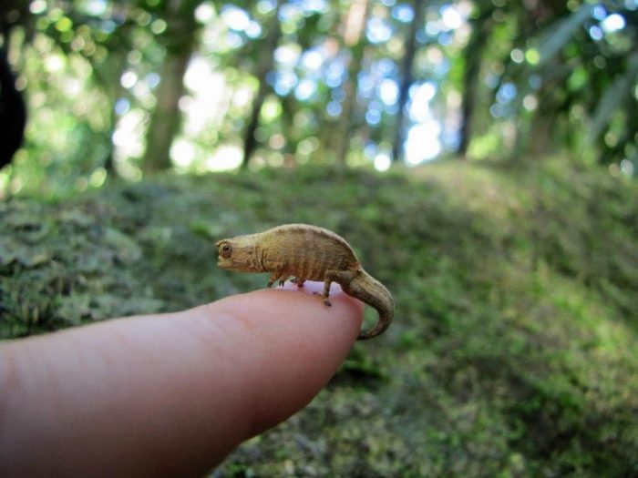 Brookesia chameleon in Madagascar