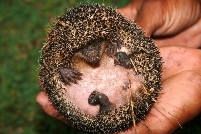 Greater Hedgehog Tenrec in Madagascar