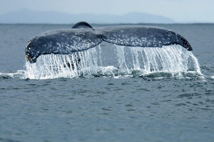Whale tail at Masoala Forest Lodge in Madagascar