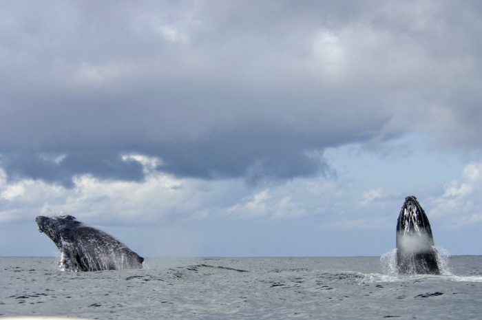 Humpback whales at Masoala Forest Lodge in Madagascar