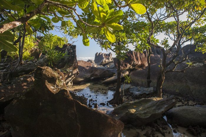 Mangroves at Masoala Forest Lodge in Madagascar