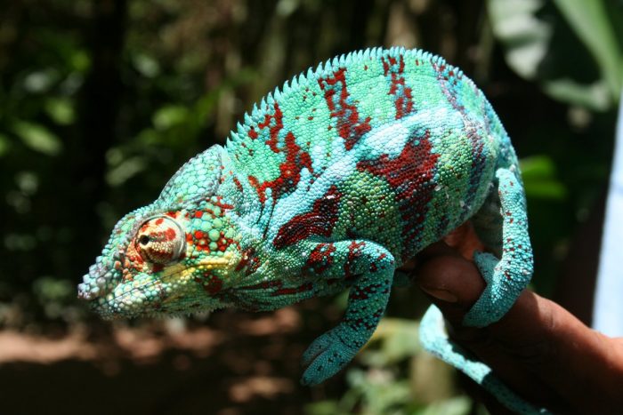 Panther Chameloan at Masoala Forest Lodge in Madagascar