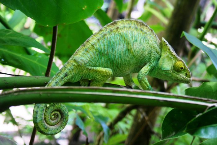 Parsons chameleon in Madagascar