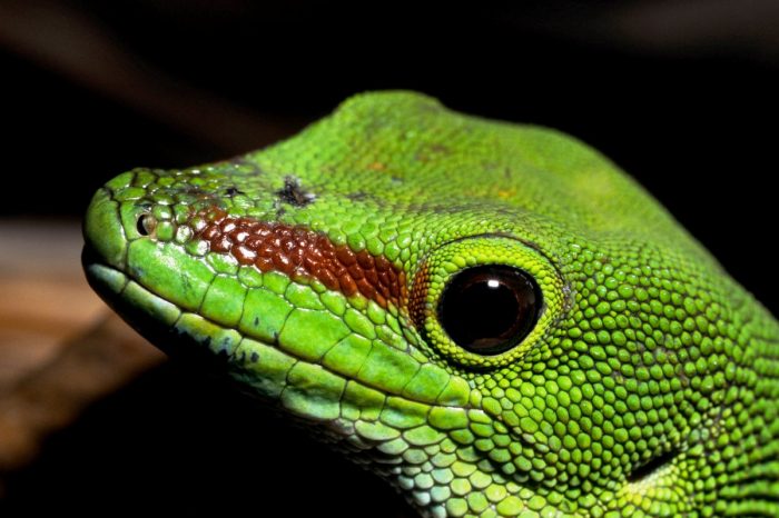 Madagascar day gecko