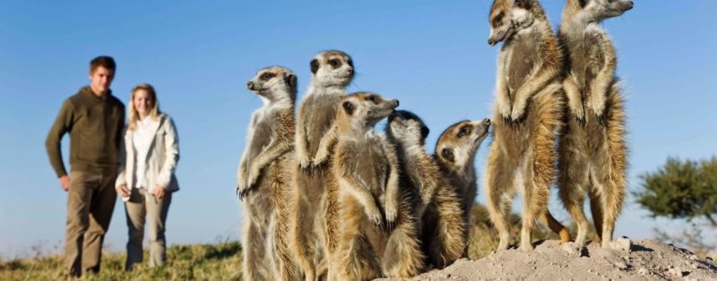 Botswana Luxury Safaris with Bellingham Safaris Meerkat experience