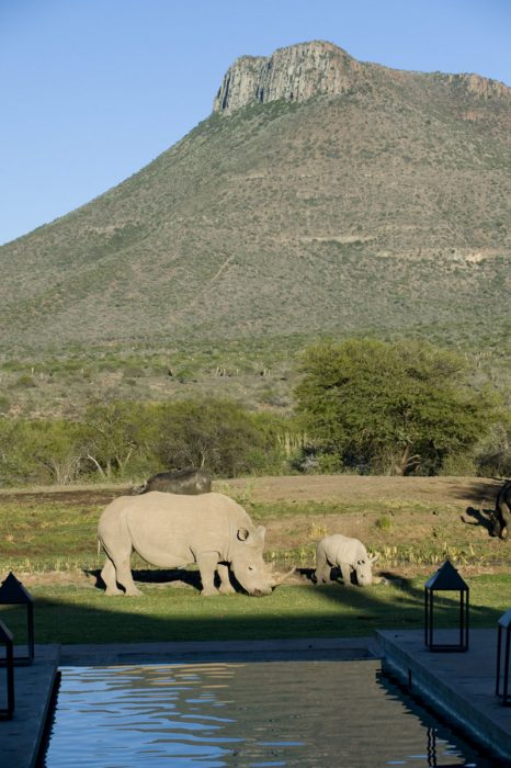 White Rhino and Buffalo visiting the pool at the Manor in Samara in the Karoo in South Africa with Bellingham Safaris