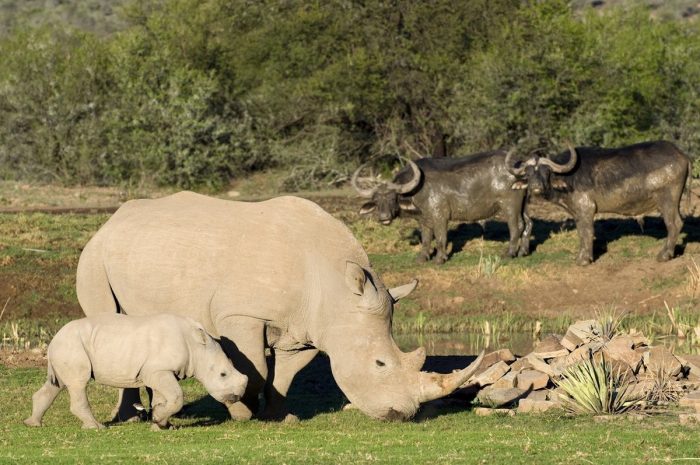 White Rhino and Buffalo in the Karoo at Samara in South Africa with Bellingham Safaris