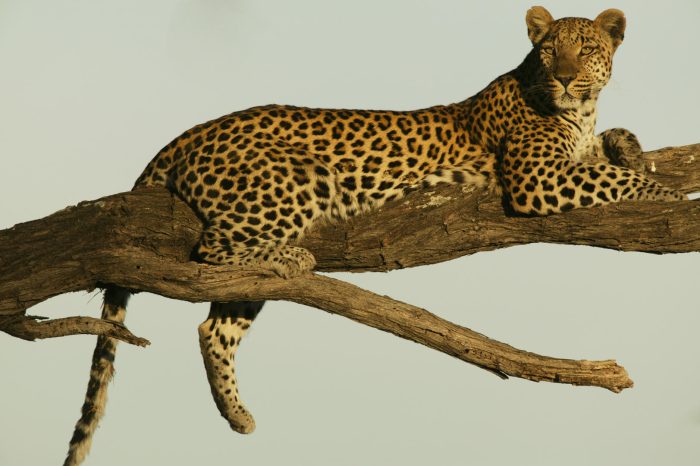Botswana Linyanti Luxury Safaris Bellingham Safaris Zarafa Camp