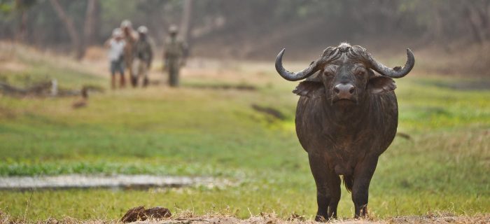 Zambia - Lower Zambezi - Bellingham Safaris - Luxury Safaris - Chiawa Camp