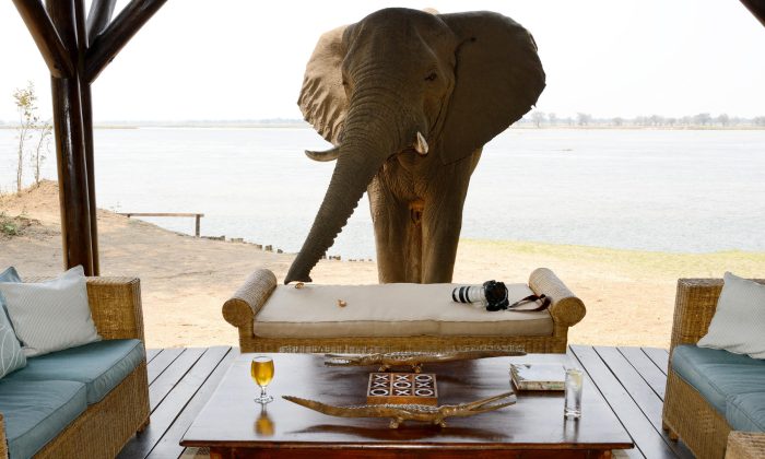 Zambia - Lower Zambezi - Bellingham Safaris - Luxury Safaris - Chiawa Camp