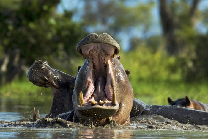 Botswana Linyanti Luxury Safaris Bellingham Safaris Zarafa Camp